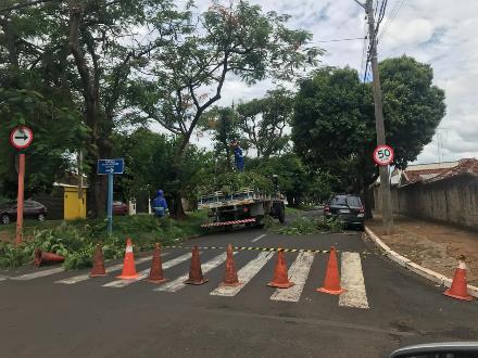 Após indicação de Yashuda, árvores da Rua Castro Alves são podadas