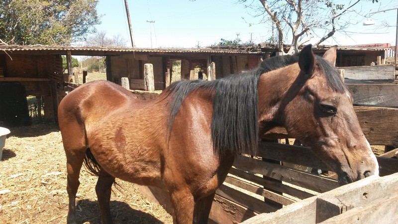 William Affonso apura denúncia de maus tratos a cavalo na antiga estação do Ouro