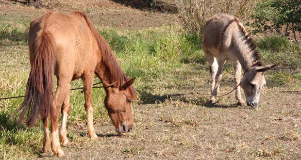 Gabriela propõe ações para acabar com sofrimento de animais no Pinheirinho