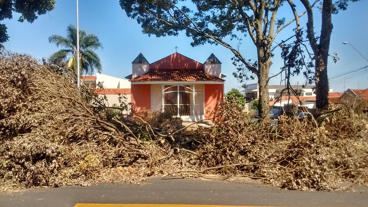 Árvore derrubada no Jardim Morumbi é retirada de via pública após intervenção de Édio Lopes